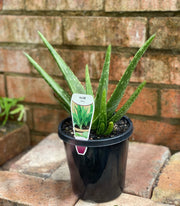 Aloe Vera in nursery pot showing full plant