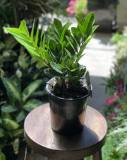 ZZ Plant in nursery pot showing glossy dark green oval leaflets