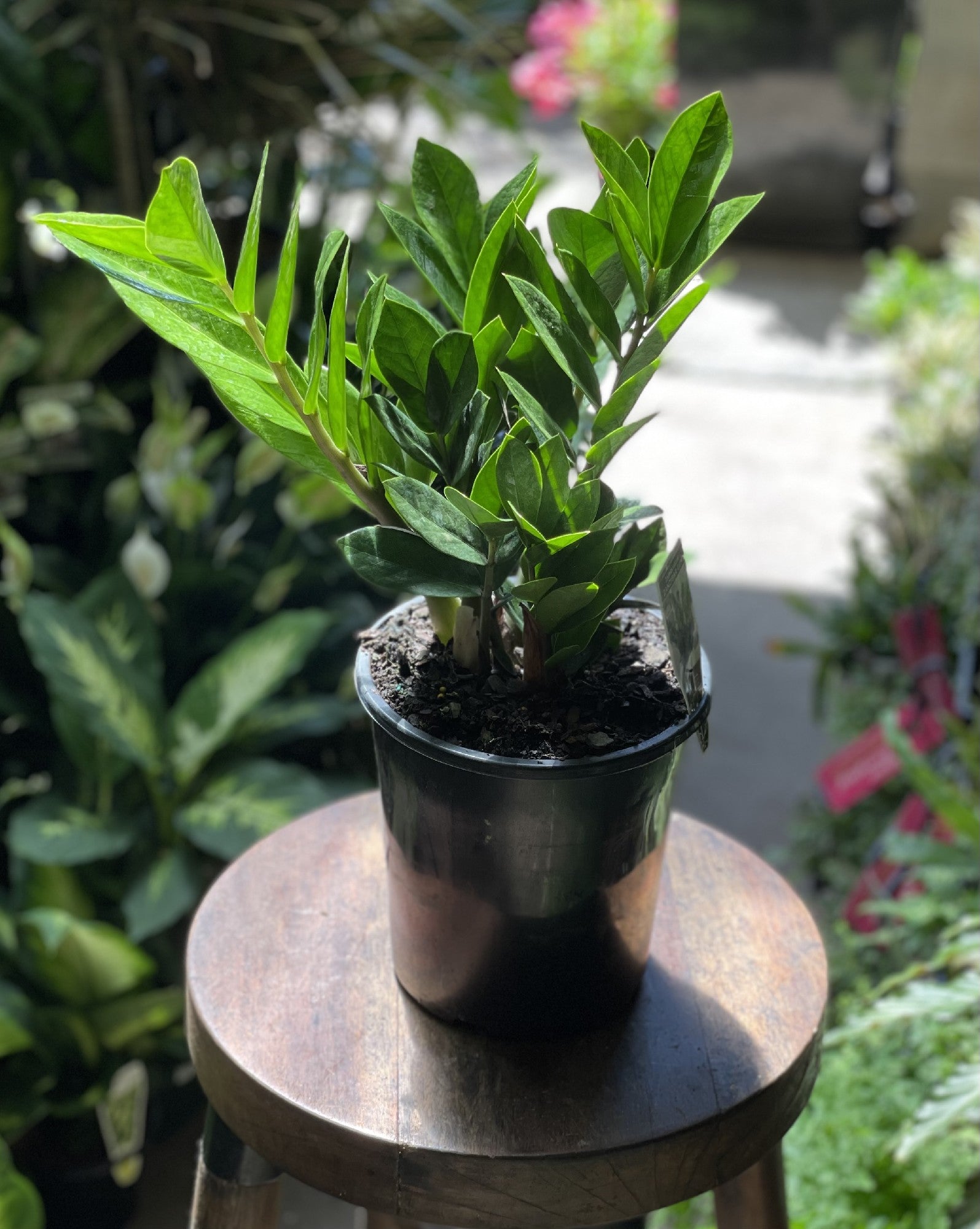 ZZ Plant in nursery pot showing glossy dark green oval leaflets
