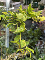 Pothos Golden Hanging Basket in pot showing trailing vines and heart-shaped leaves