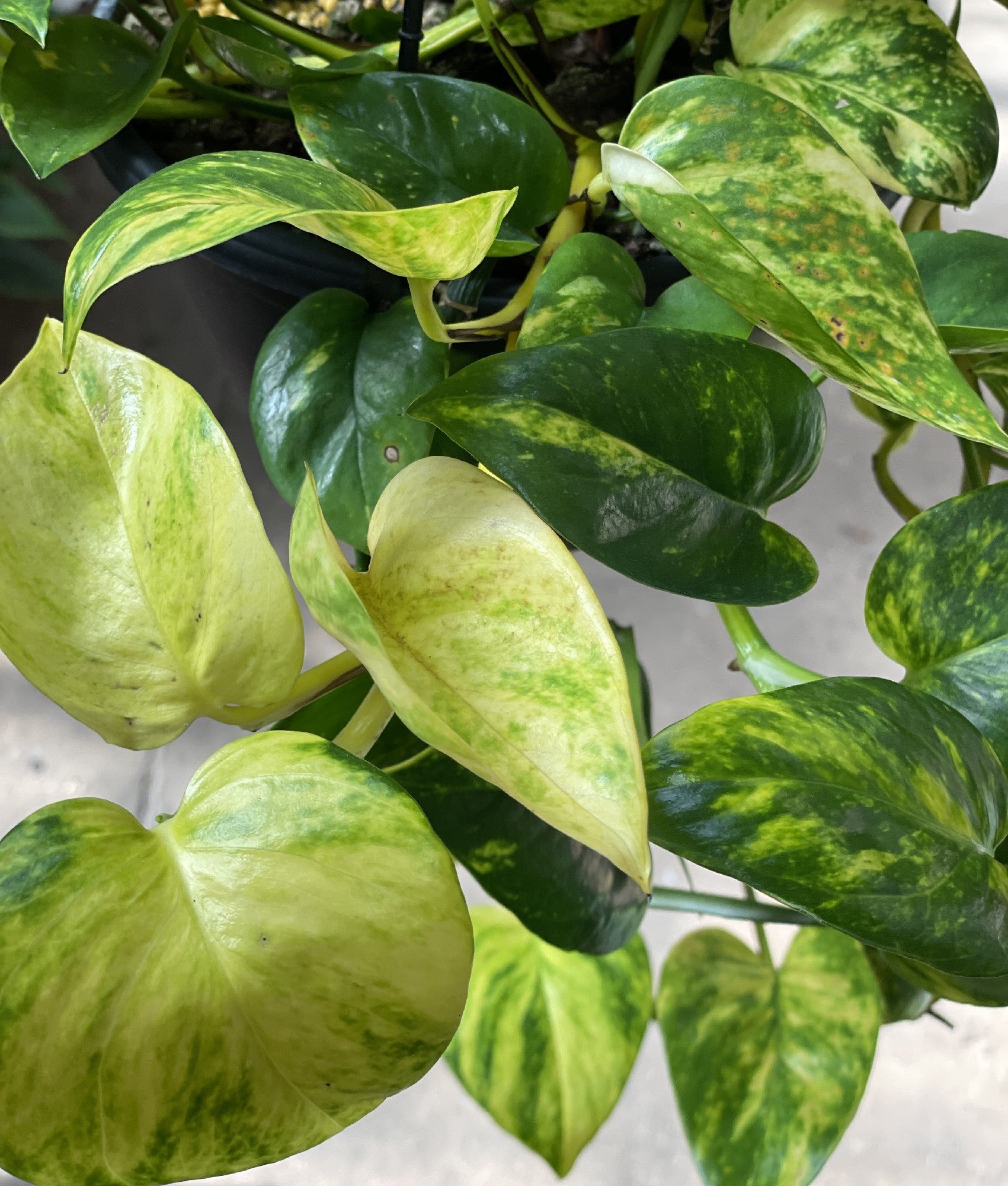 Pothos Golden Hanging Basket leaf close-up showing colour and pattern
