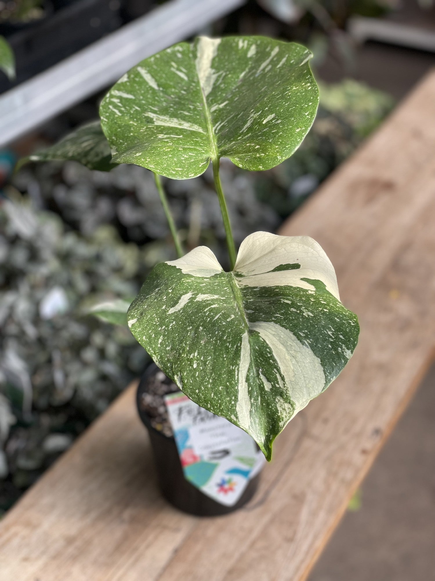 Monstera Thai Constellation in nursery pot showing full plant and leaf shape