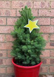 Picea Super Star 300mm front view