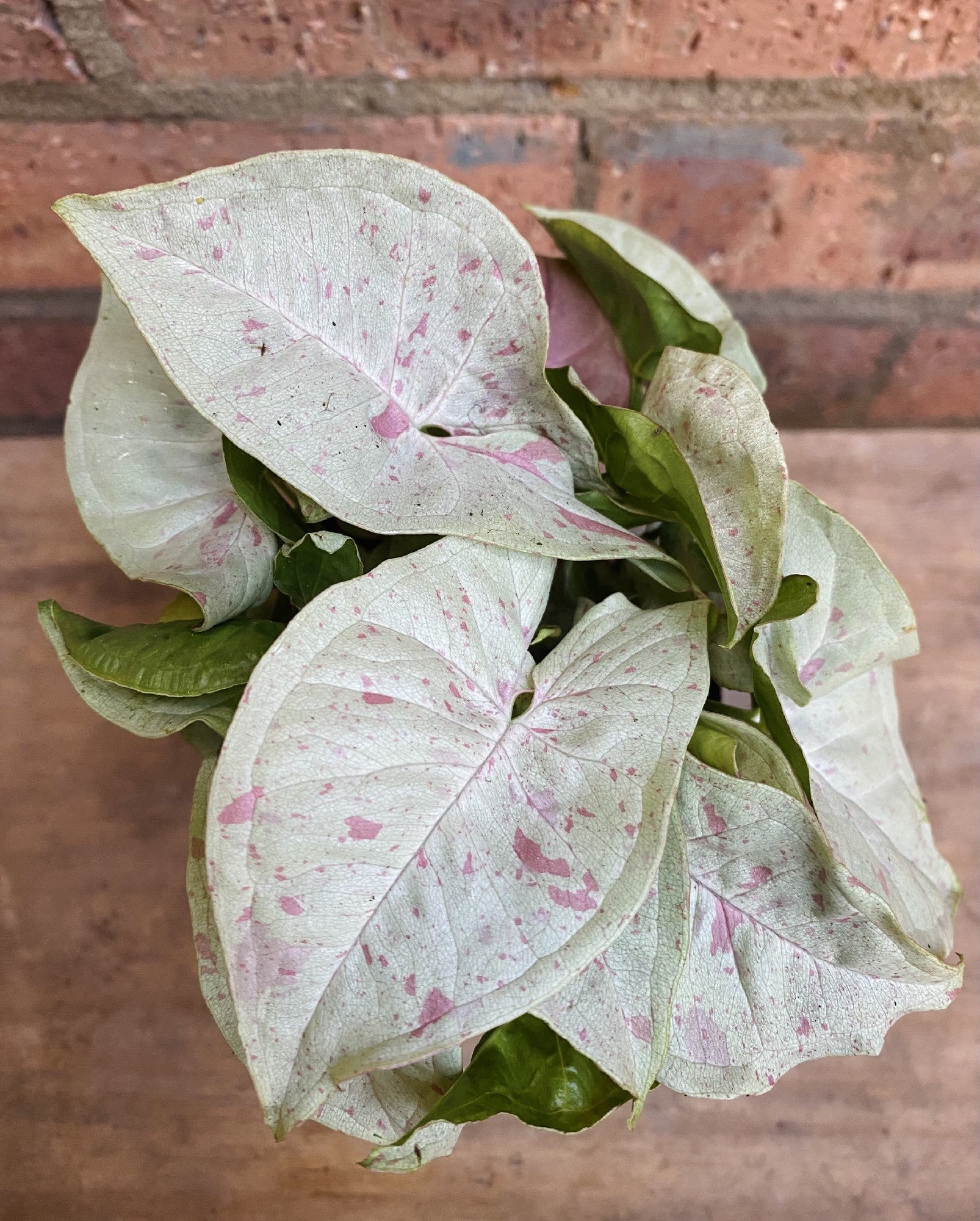 Syngonium Confetti in nursery pot showing arrow-shaped foliage