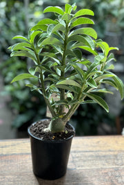 Desert Rose in nursery pot showing full plant