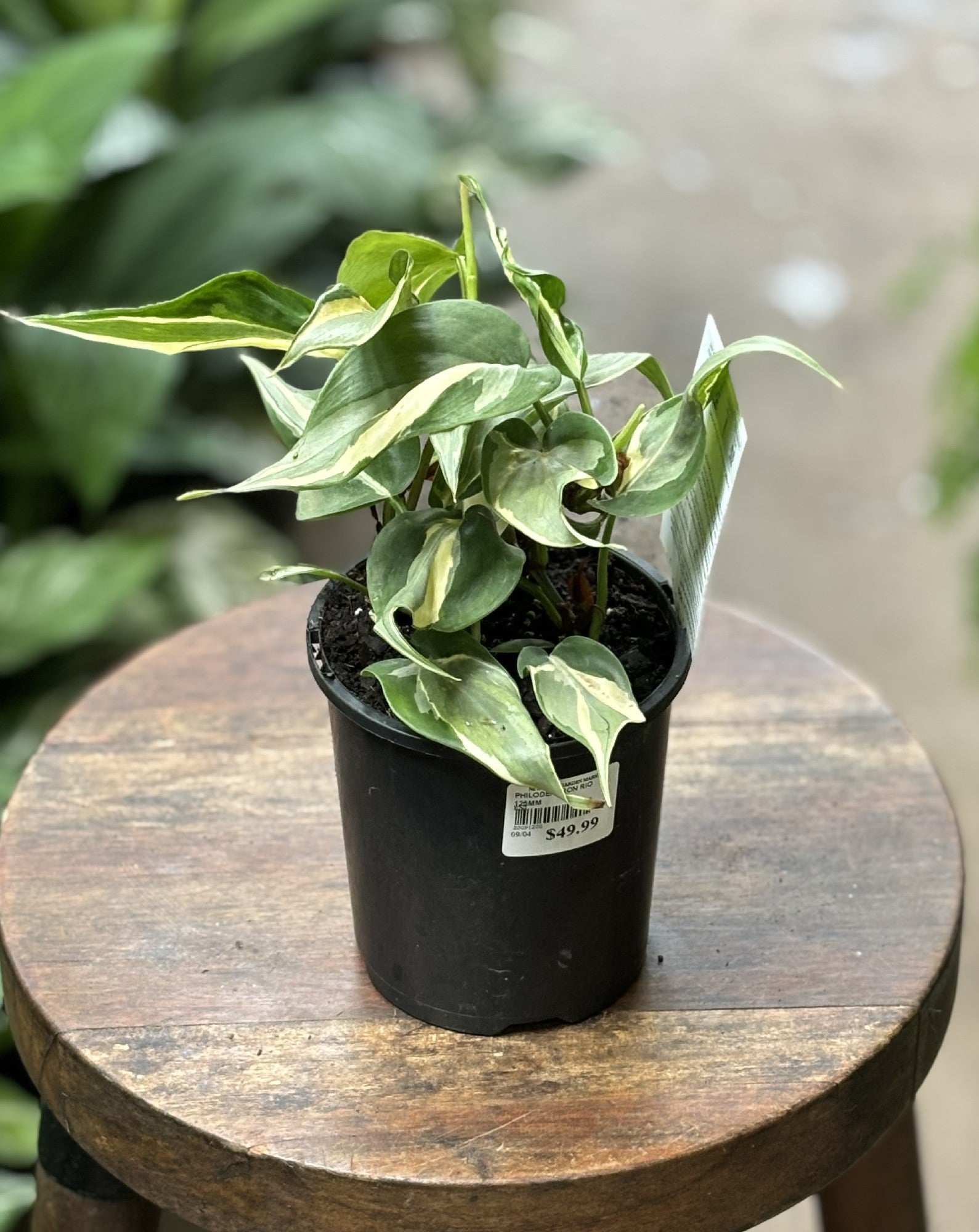 Philodendron Rio in nursery pot showing full plant and leaf form