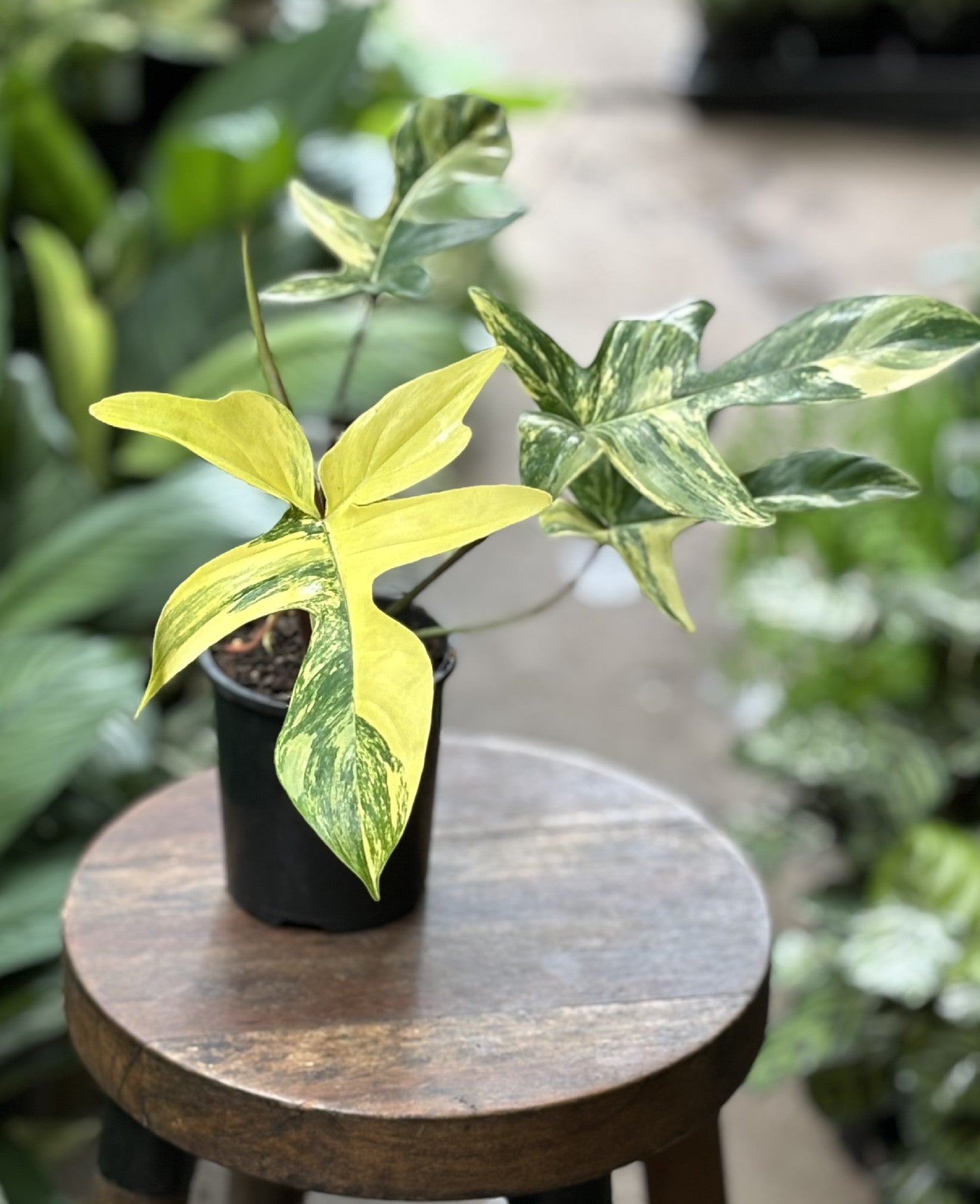 Philodendron Florida Beauty in nursery pot showing full plant and leaf form