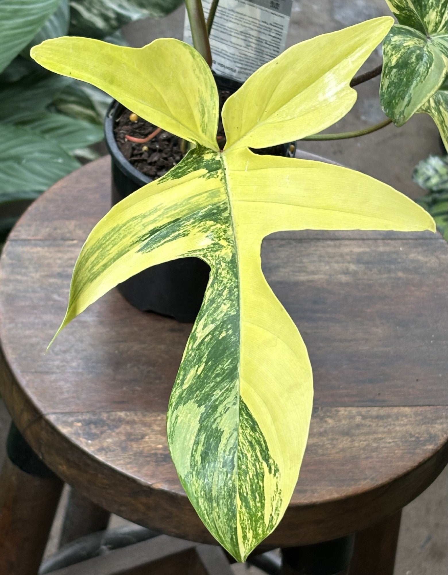 Philodendron Florida Beauty leaf close-up showing colour and texture