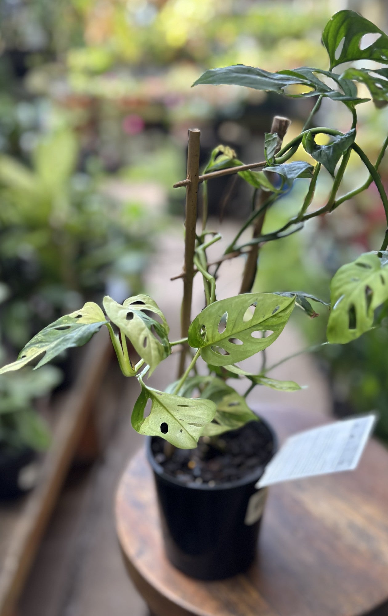 Monstera Adansonii Variegata in nursery pot showing full plant and leaf shape