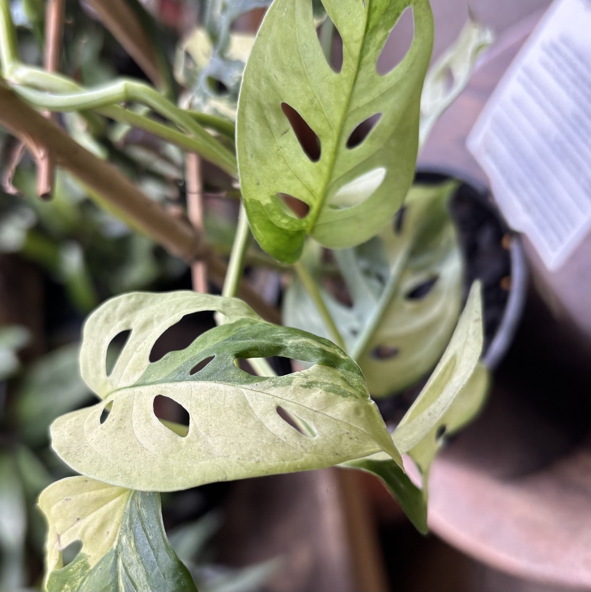 Monstera Adansonii Variegata leaf close-up showing variegation pattern and texture