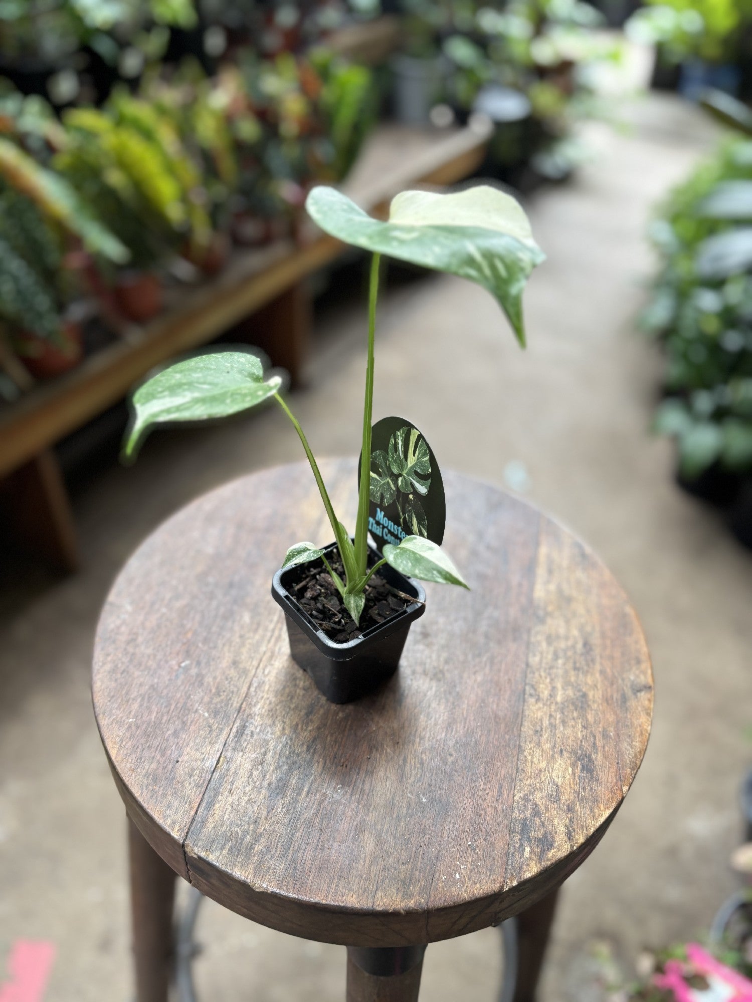 Monstera Thai Constellation in nursery pot showing full plant and leaf shape