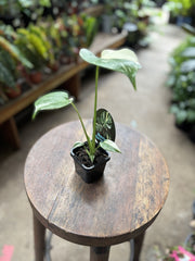 Monstera Thai Constellation in nursery pot showing full plant and leaf shape