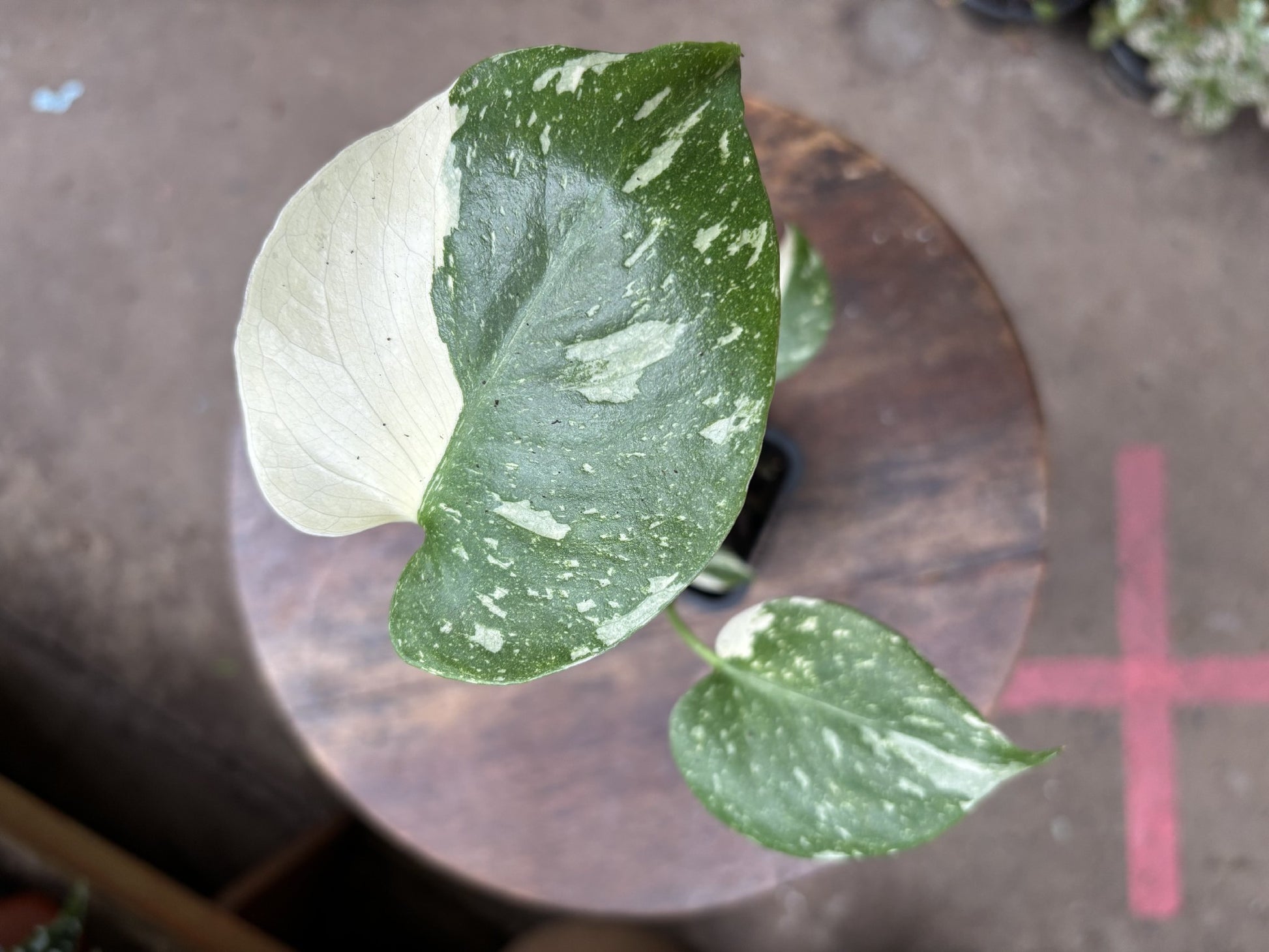Monstera Thai Constellation leaf close-up showing variegation pattern and texture