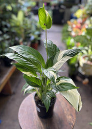 Peace Lily Picasso Plant