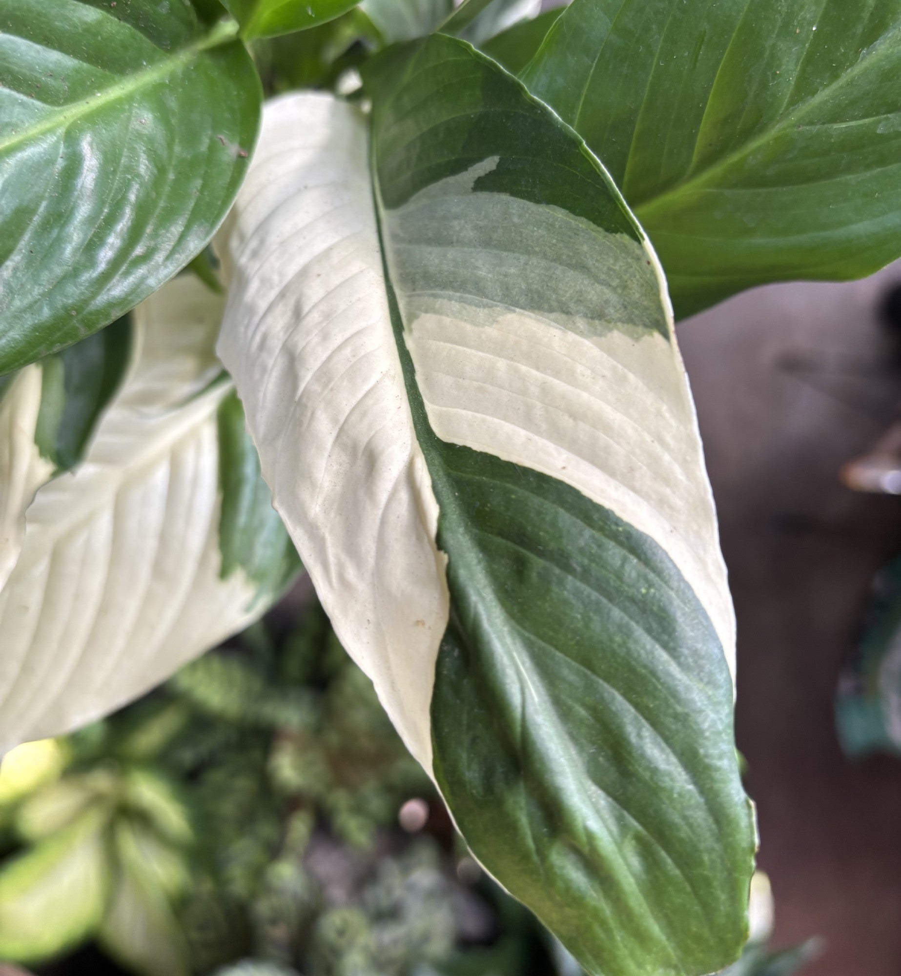 picasso peace lily Peace Lily Picasso Plant