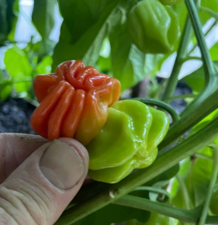 Little Veggie Patch Co - Chilli 'Habanero Mixed' Heirloom Seeds