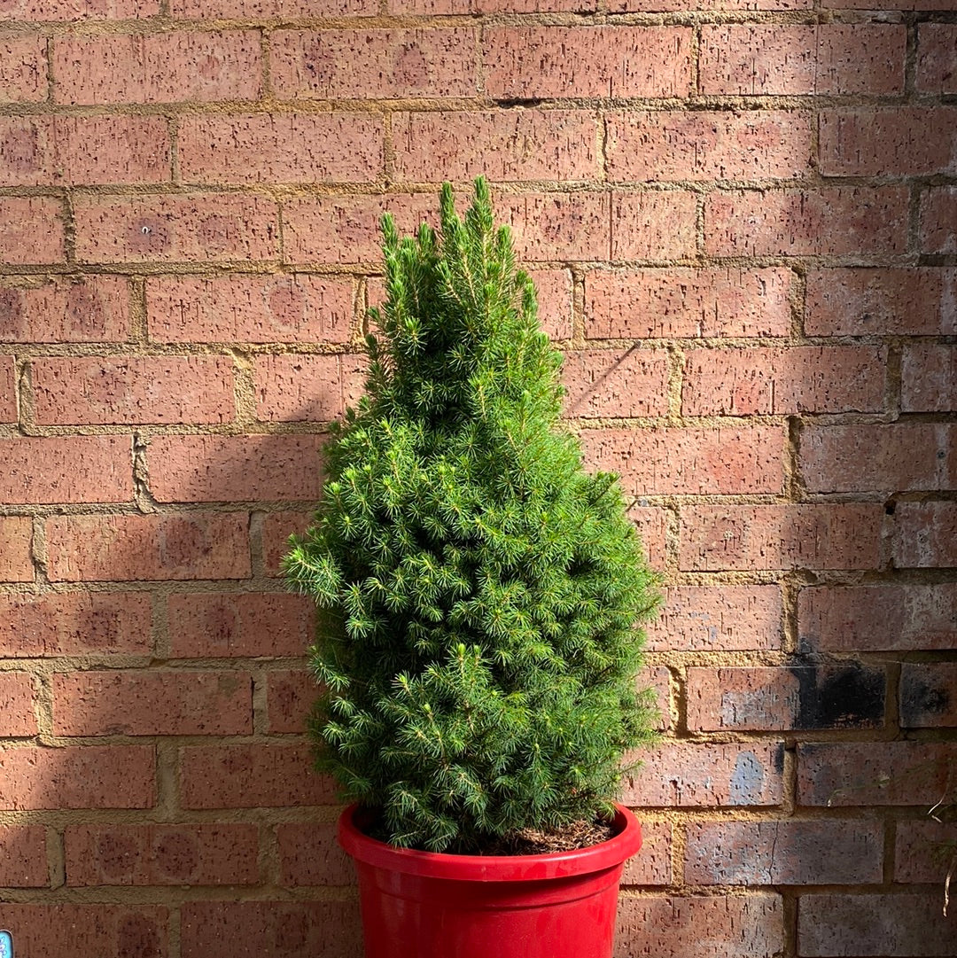 PICEA CHRISTMAS STAR 300MM