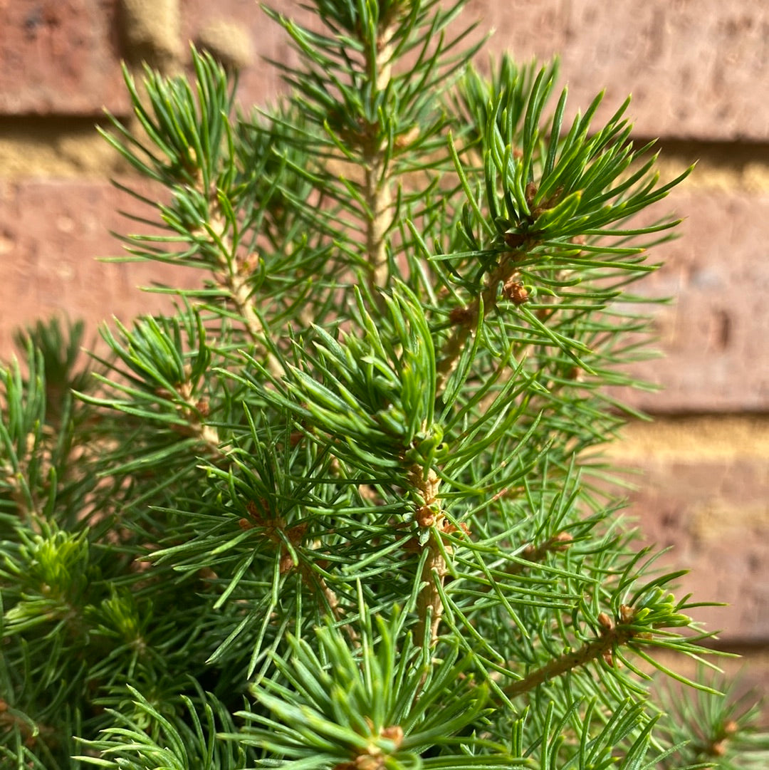 Picea Christmas Star 140mm detail view