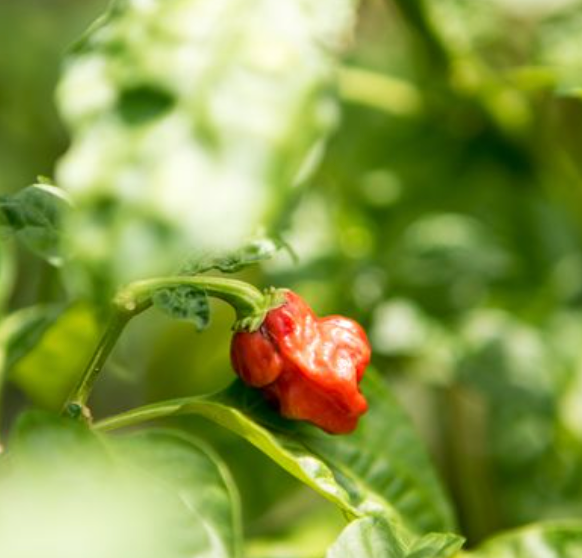Little Veggie Patch Co - Chilli 'Habanero Mixed' Heirloom Seeds