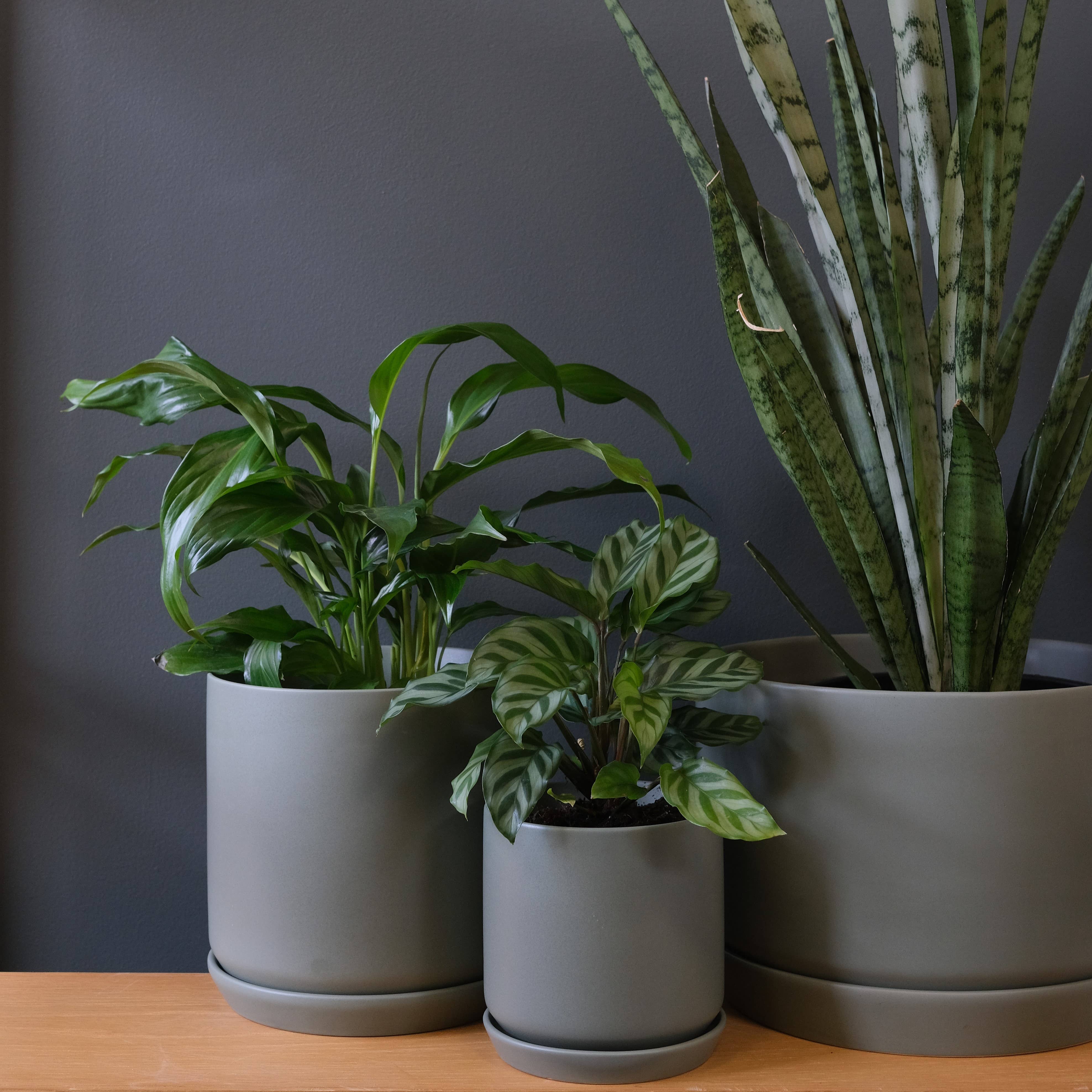 Small Oslo Planter Eucalypt