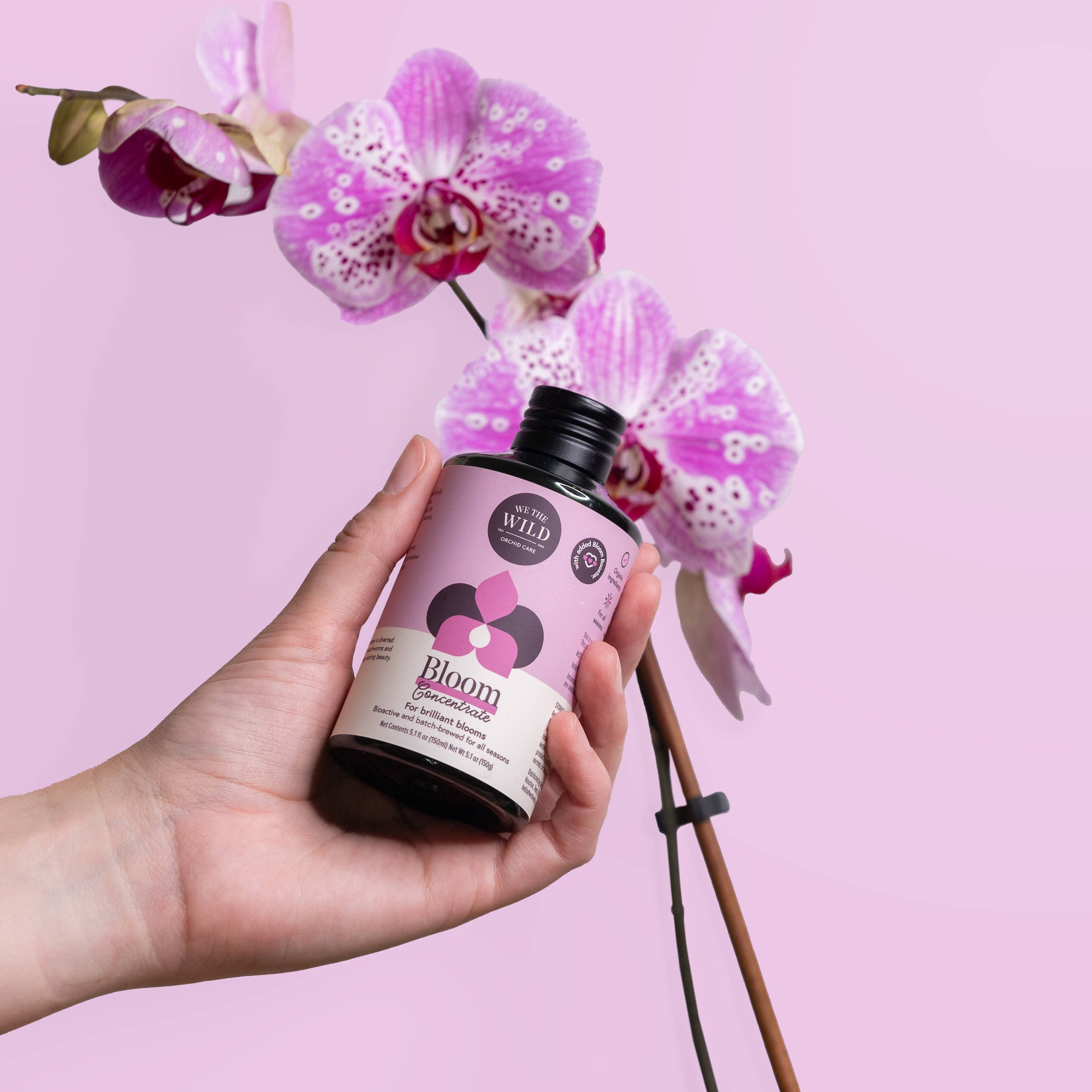 Bloom Concentrate - Case of 12