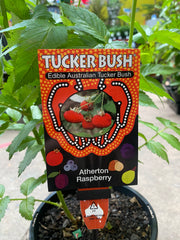 Native Raspberry in nursery pot showing full plant