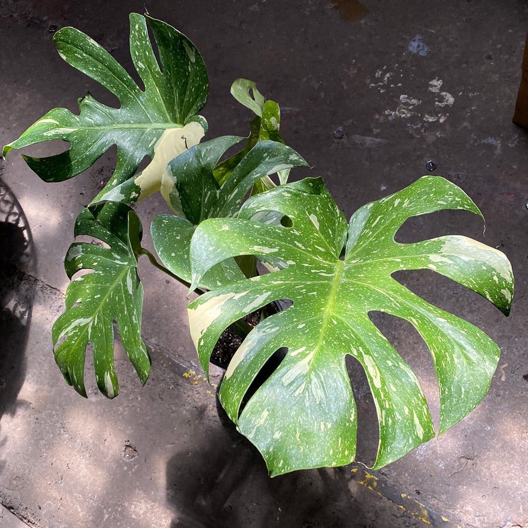 MONSTERA DELICIOSA THAI CONSTELLATION 180MM