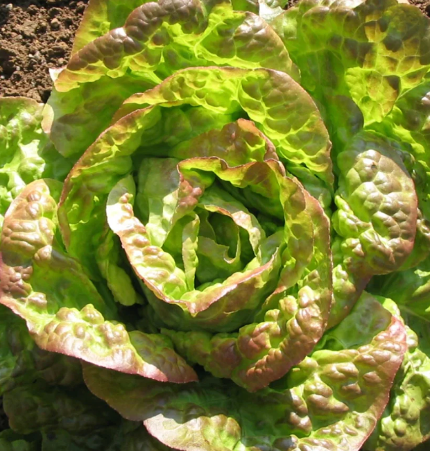 Little Veggie Patch Co - Lettuce 'Mignonette Bronze' Heirloom Seeds