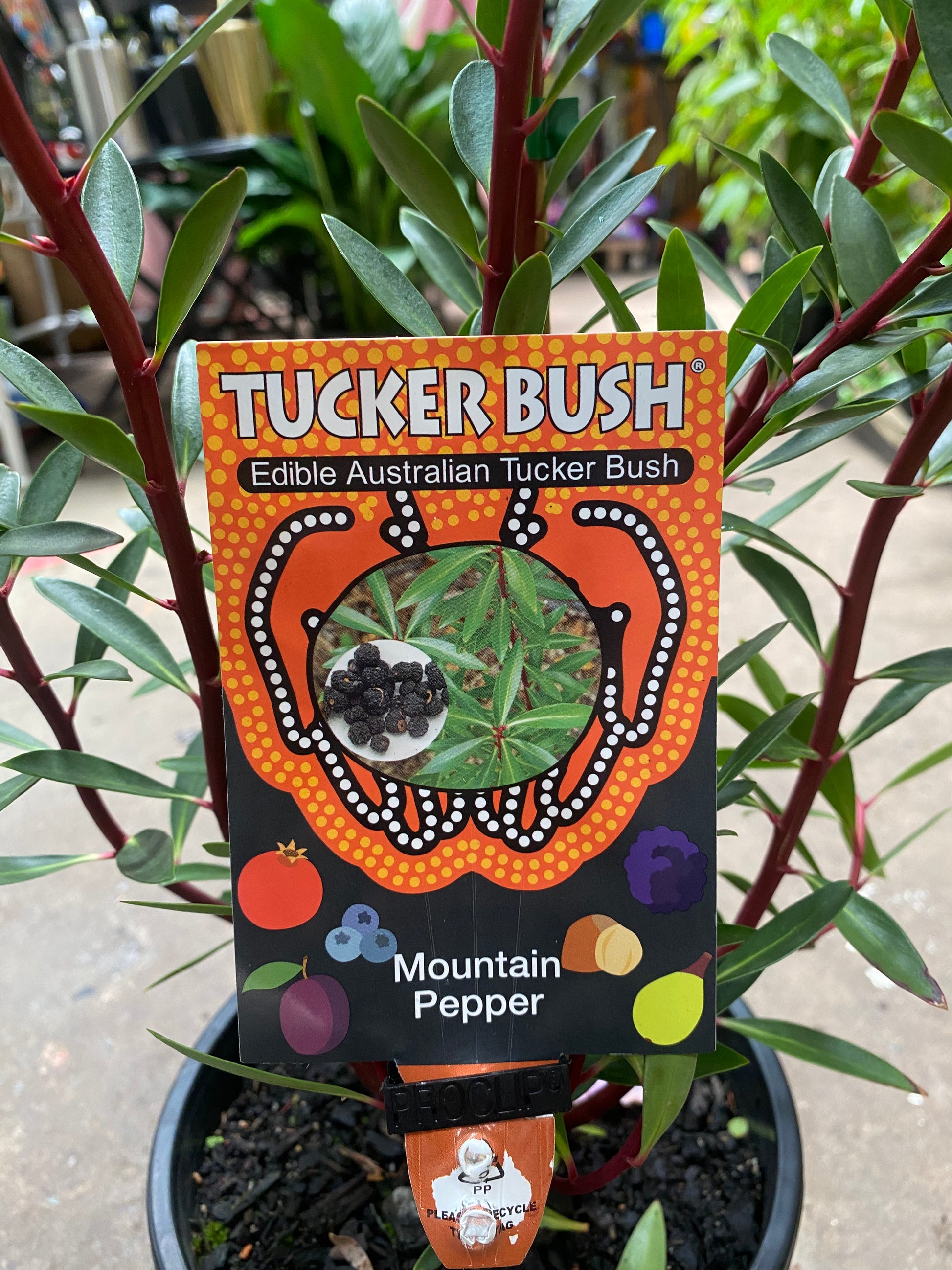 Pepper Berry (Male) in nursery pot showing full plant