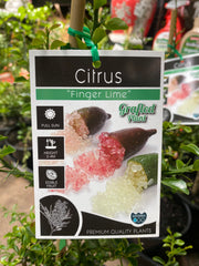 Native Green Finger Lime tree in nursery pot with foliage