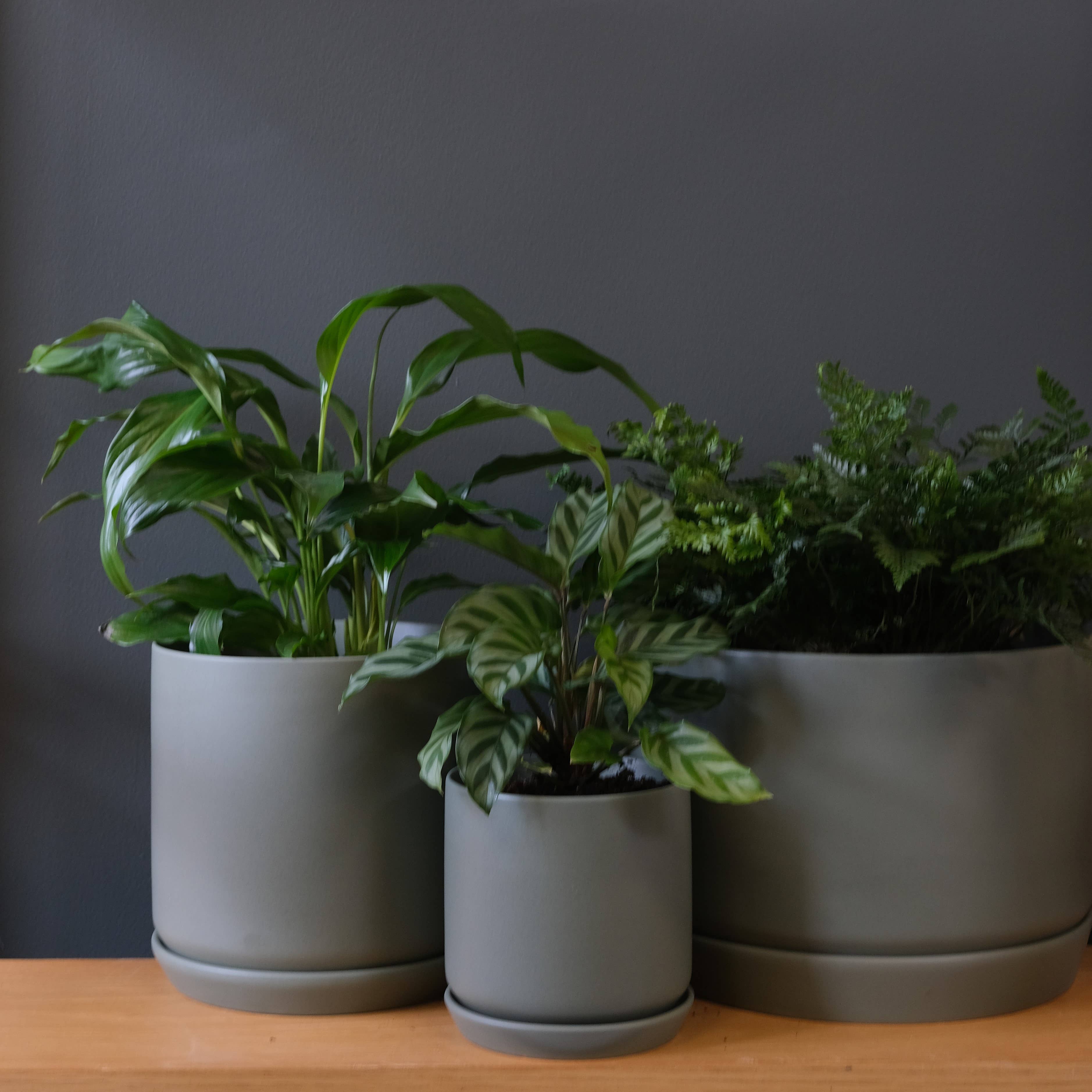 Small Oslo Planter Eucalypt