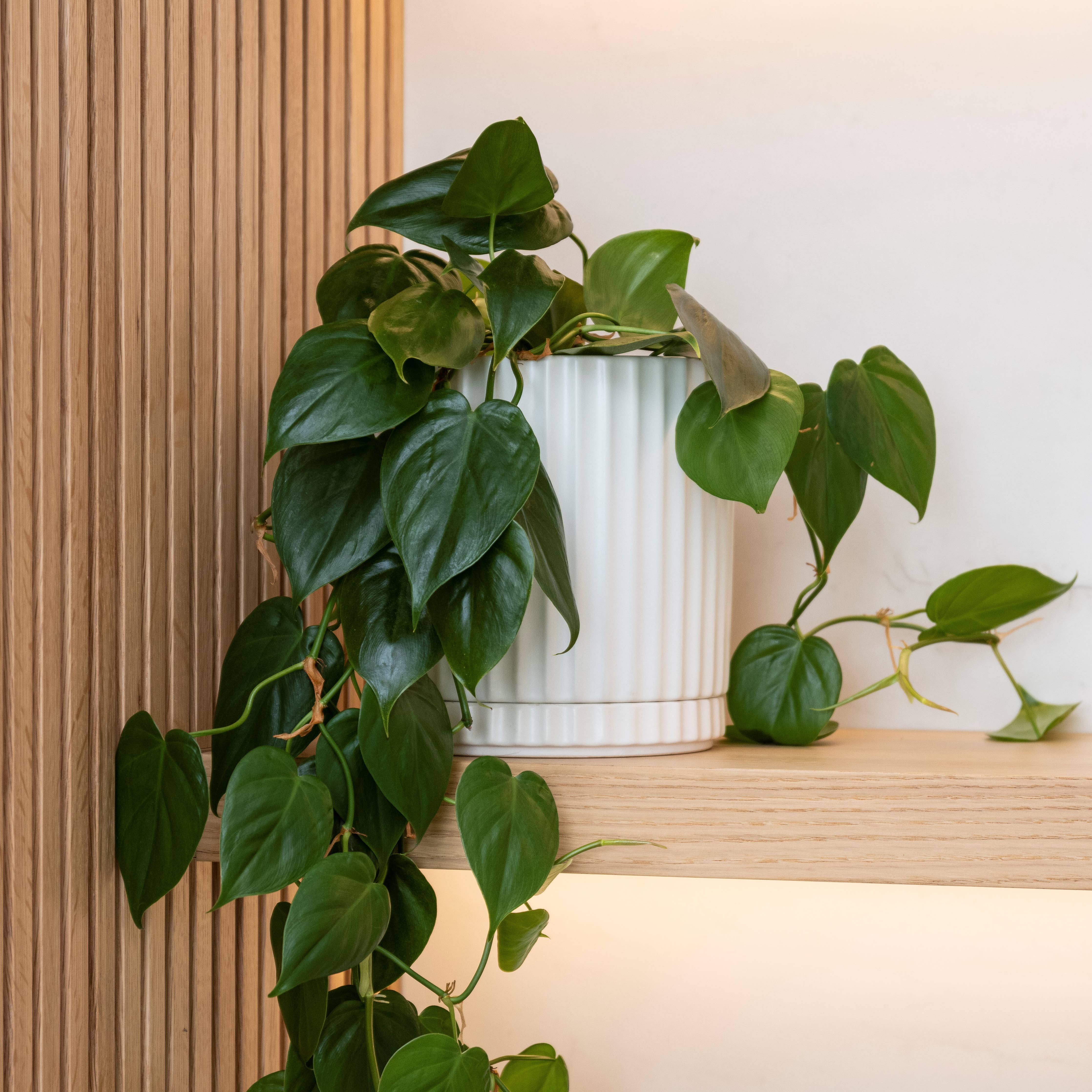 Small Athens Planter White