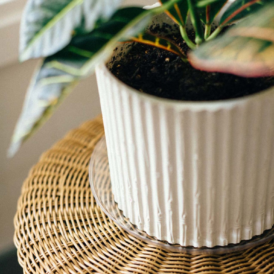 Vinyl Saucer styled with a plant in situ