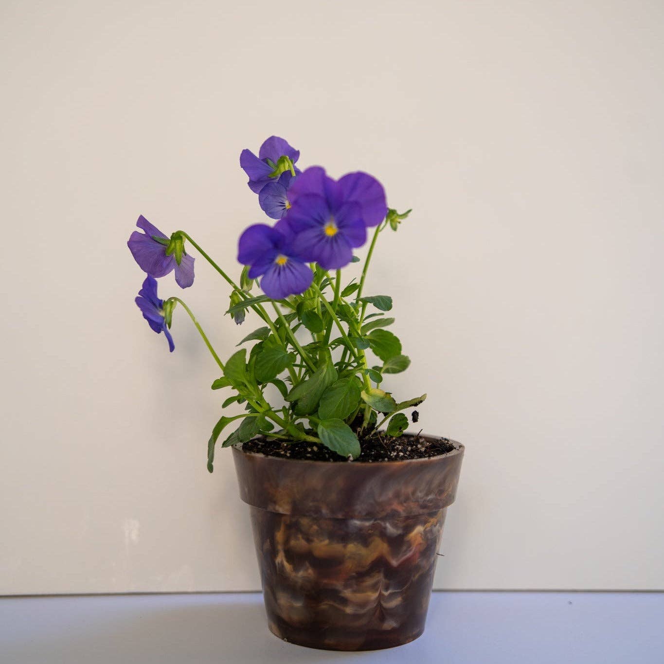 Recycled Plastic Pot Plant — Eco Gift, Australian Made: Chocolate / With Drainage Hole / Single