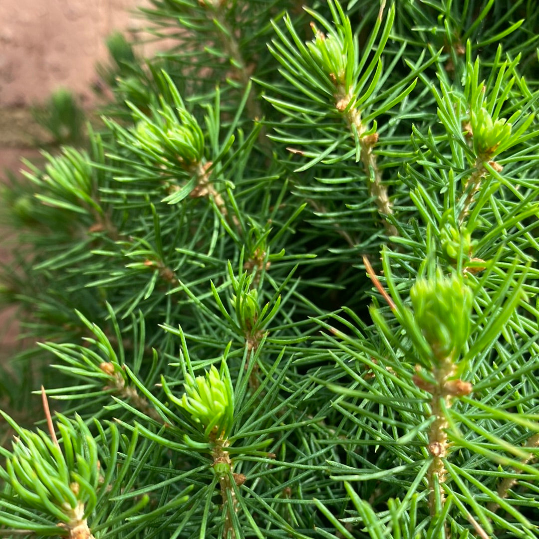 PICEA CHRISTMAS STAR 300MM