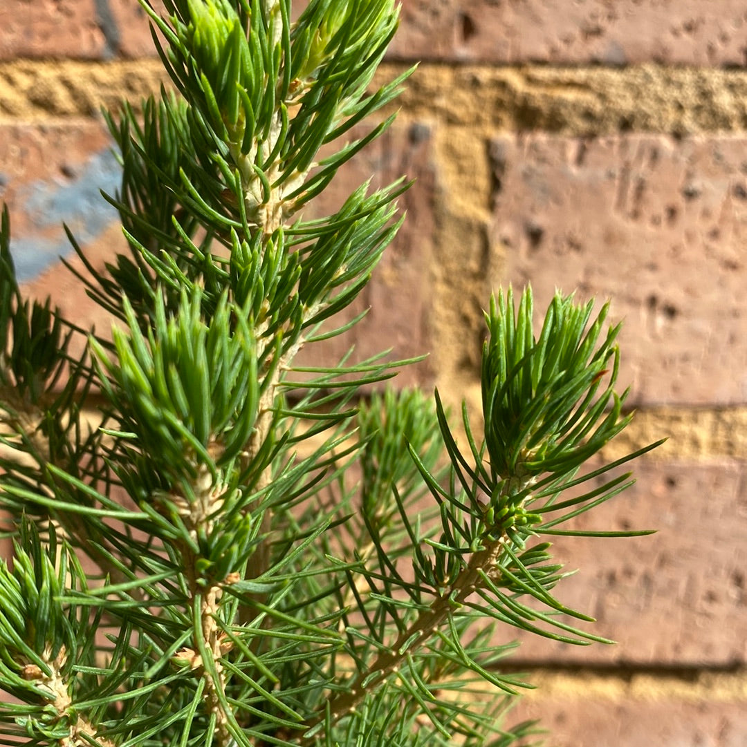Picea Christmas Star 200mm detail view