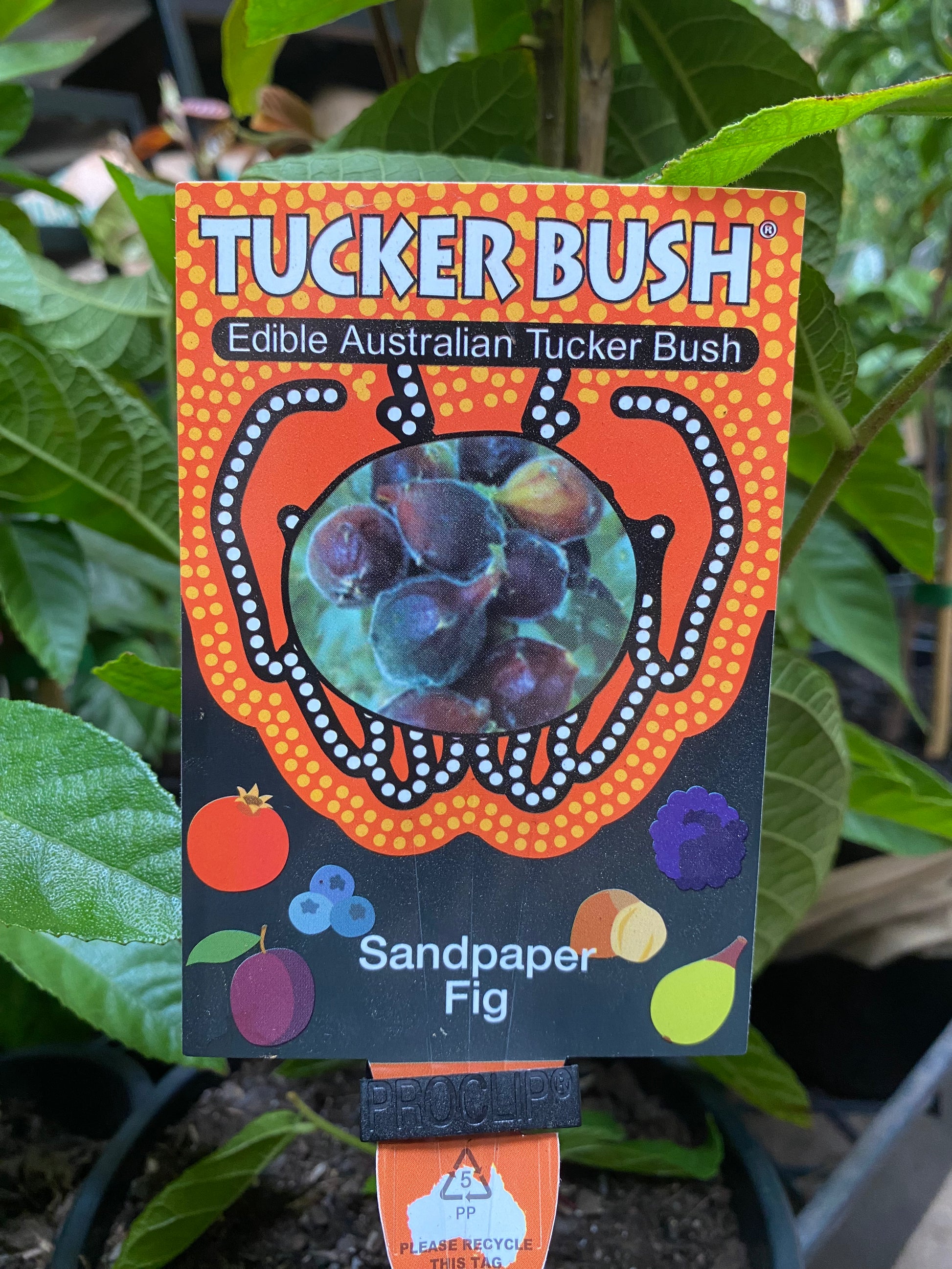 Sandpaper Fig in nursery pot showing full plant