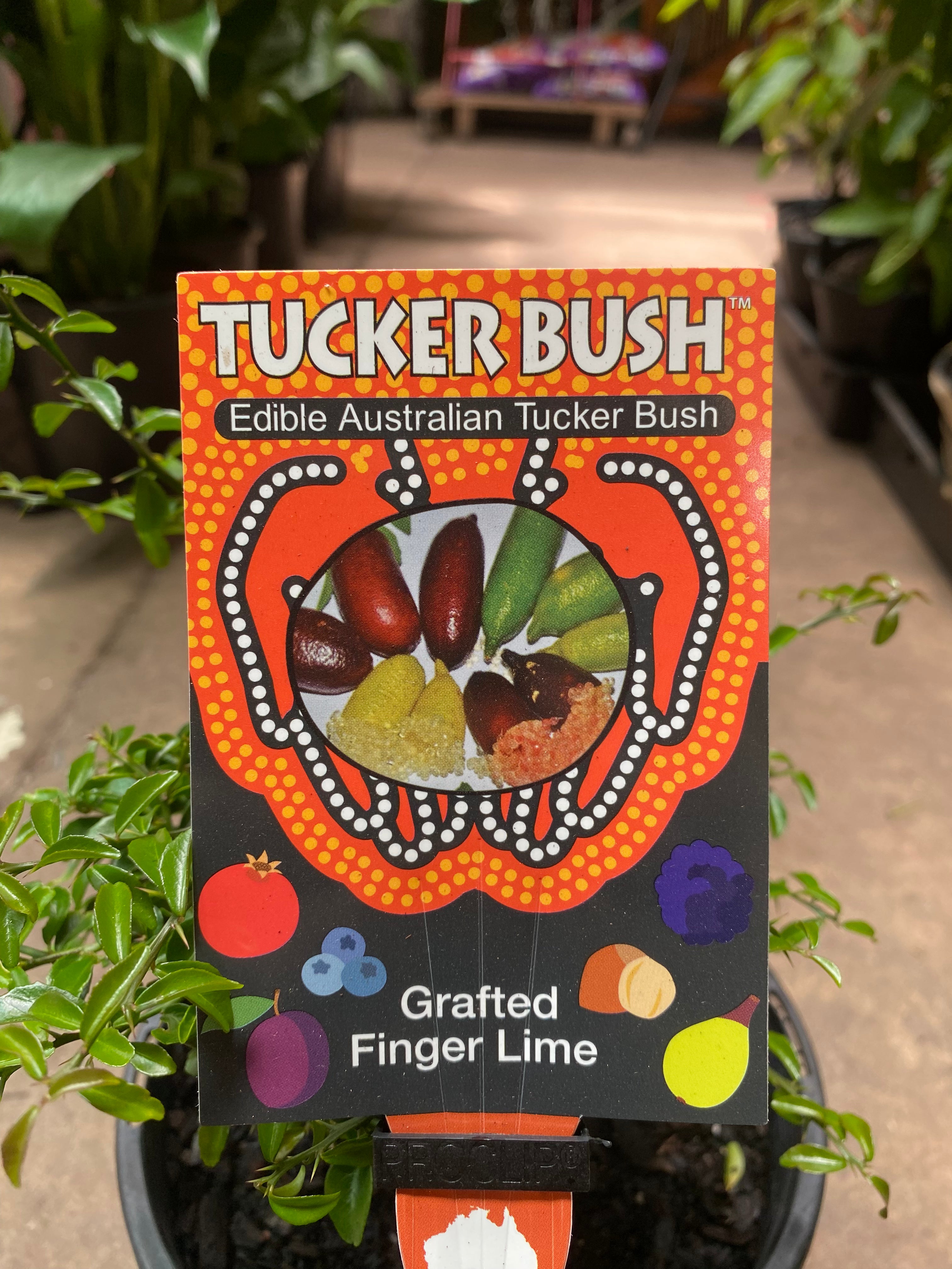 CITRUS NATIVE JUDYS EVERBEARING 180MM