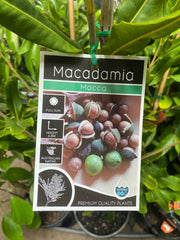 Macadamia in nursery pot showing full plant
