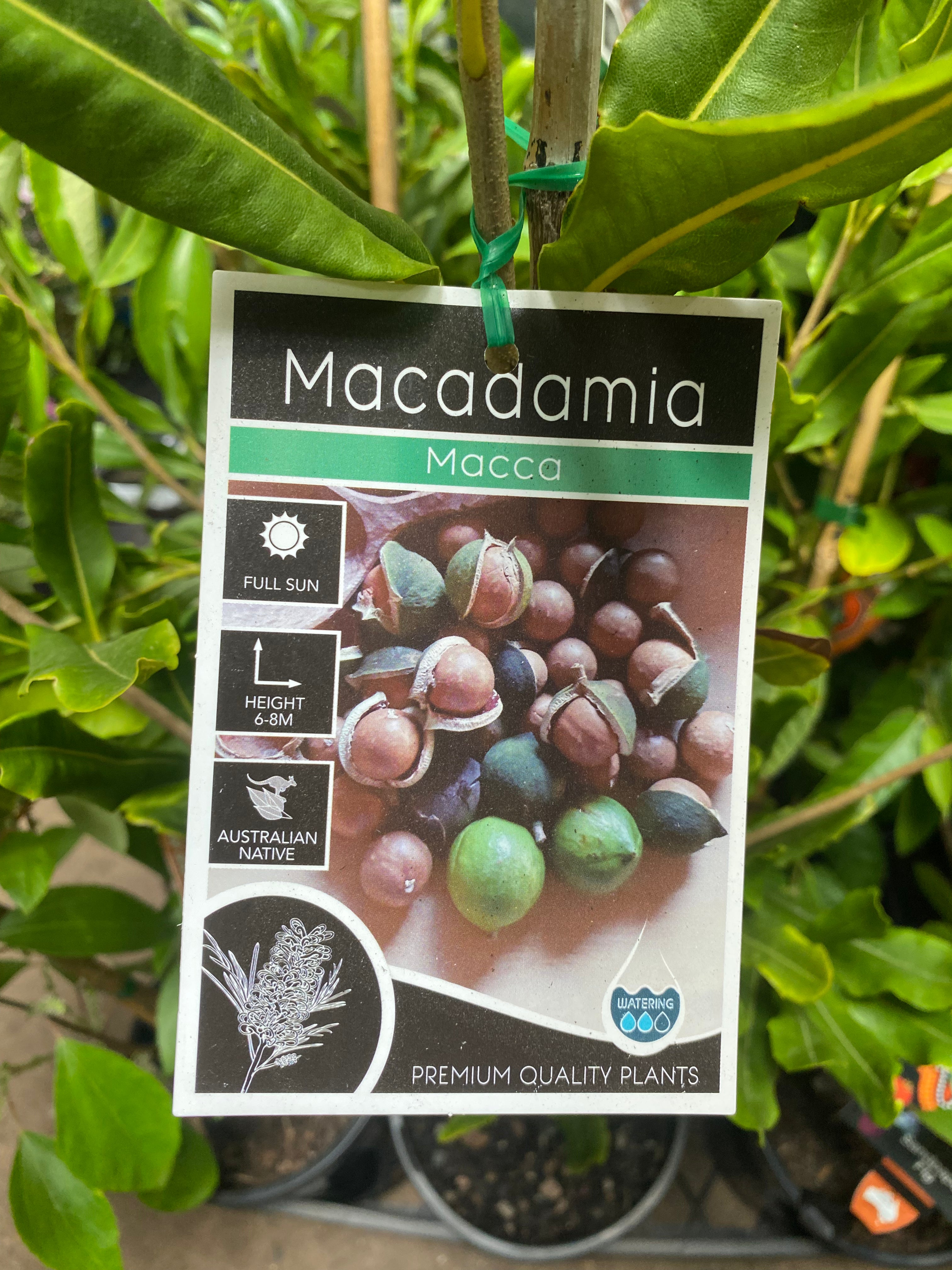 MACADAMIA INTEGRIFOLIA MACCA 18CM
