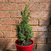 Picea Christmas Star 200mm front view