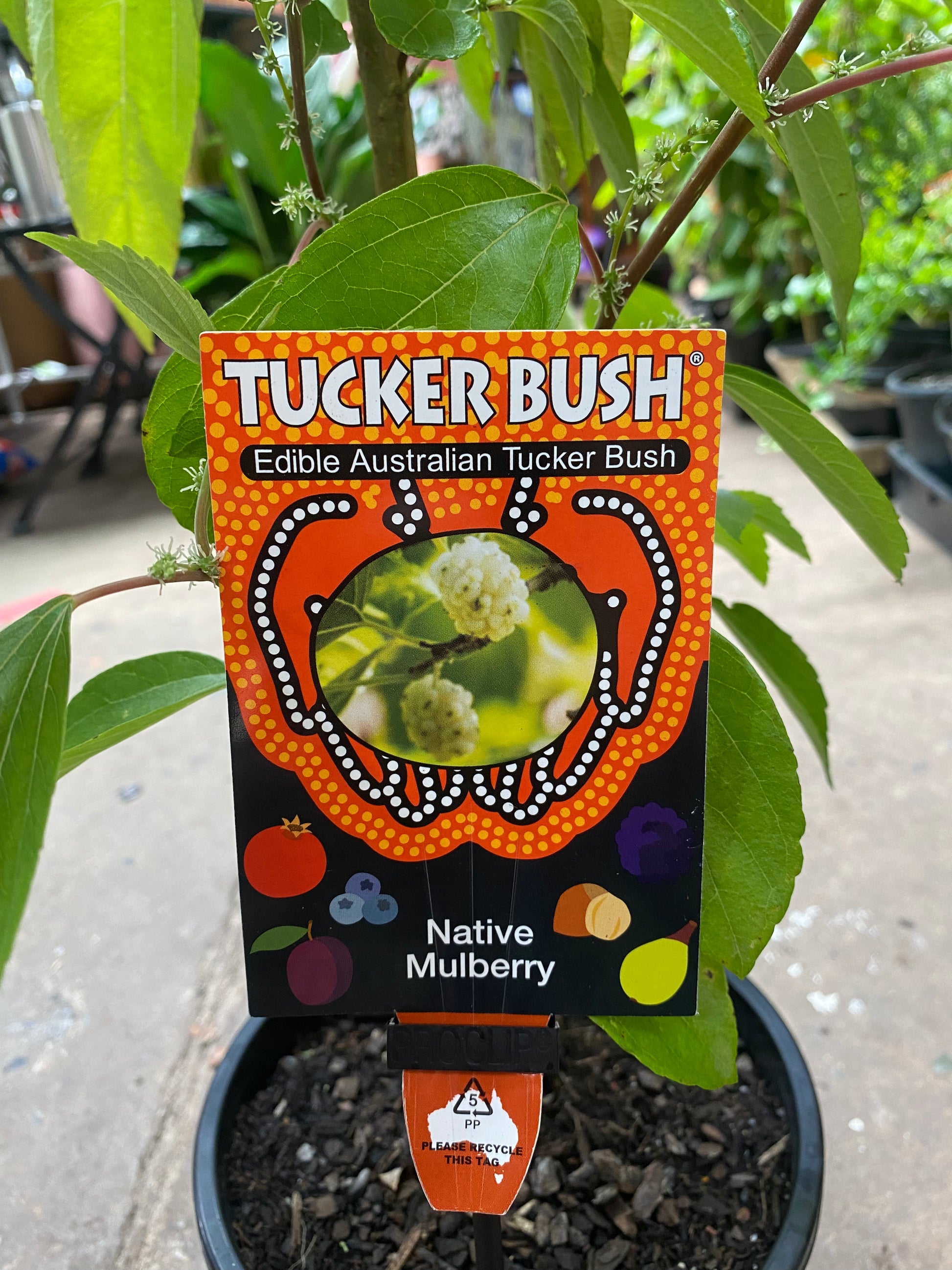 Native Mulberry in nursery pot showing full plant