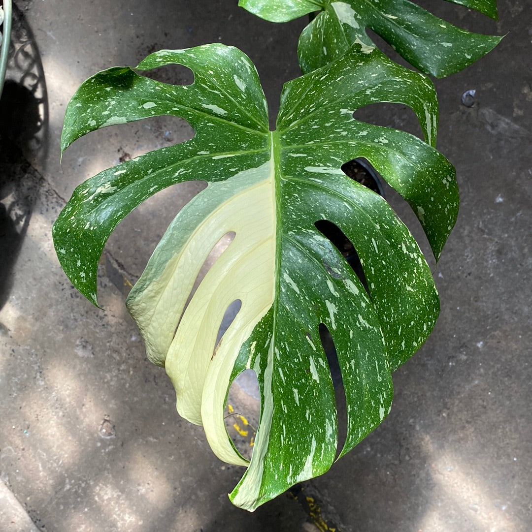 MONSTERA DELICIOSA THAI CONSTELLATION 180MM