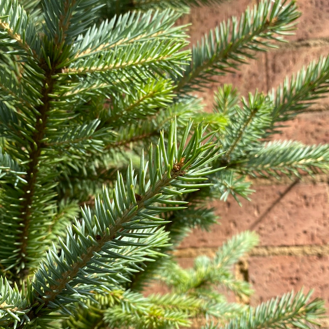 Picea Blue Star 300mm detail view