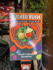 Small-Leafed Tamarind in nursery pot showing full plant