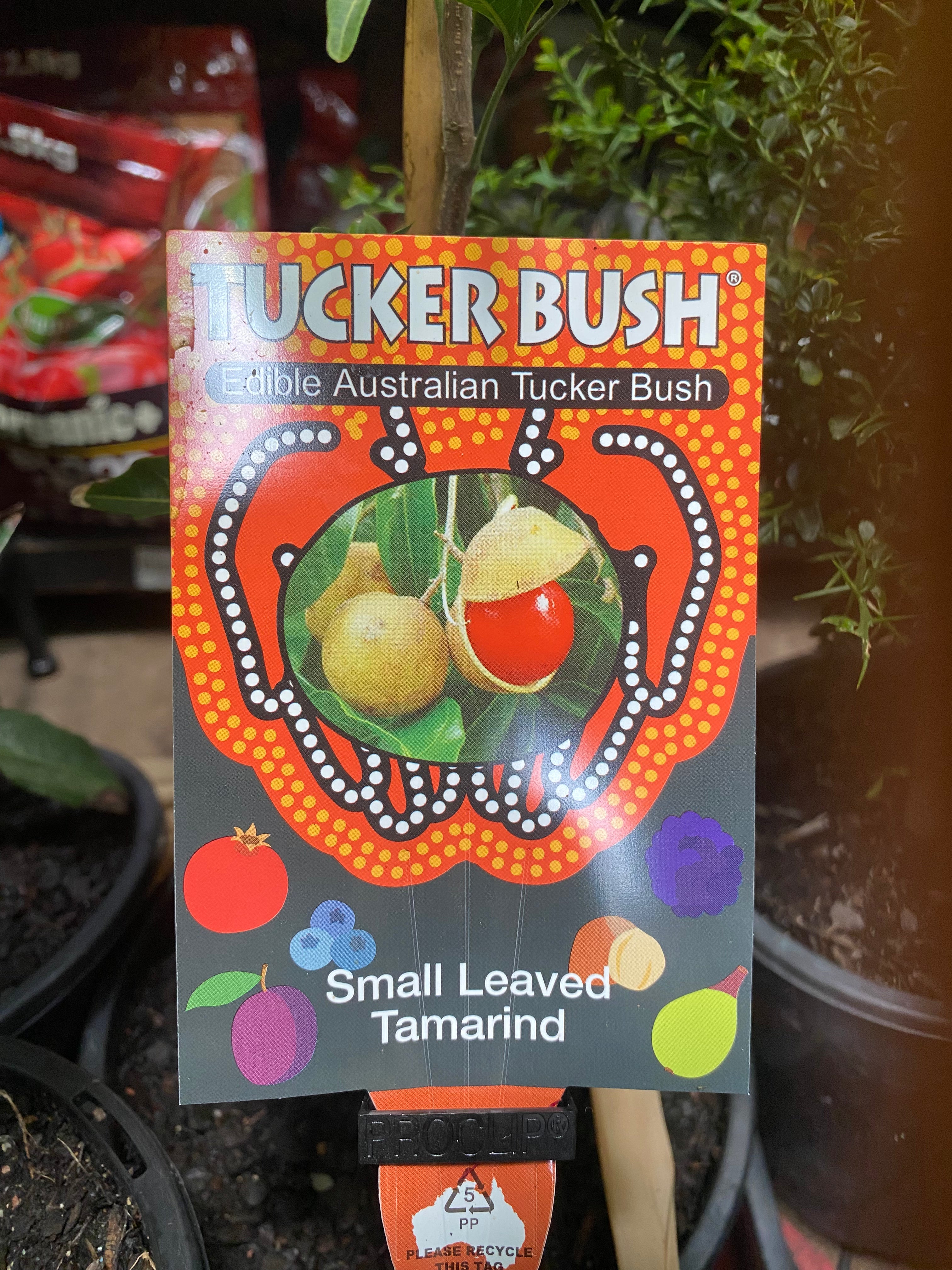 Small-Leafed Tamarind in nursery pot showing full plant
