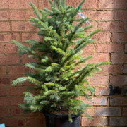 Picea Blue Star 300mm front view