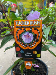 MELASTOMA AFFINE BLUE TONGUE 180MM
