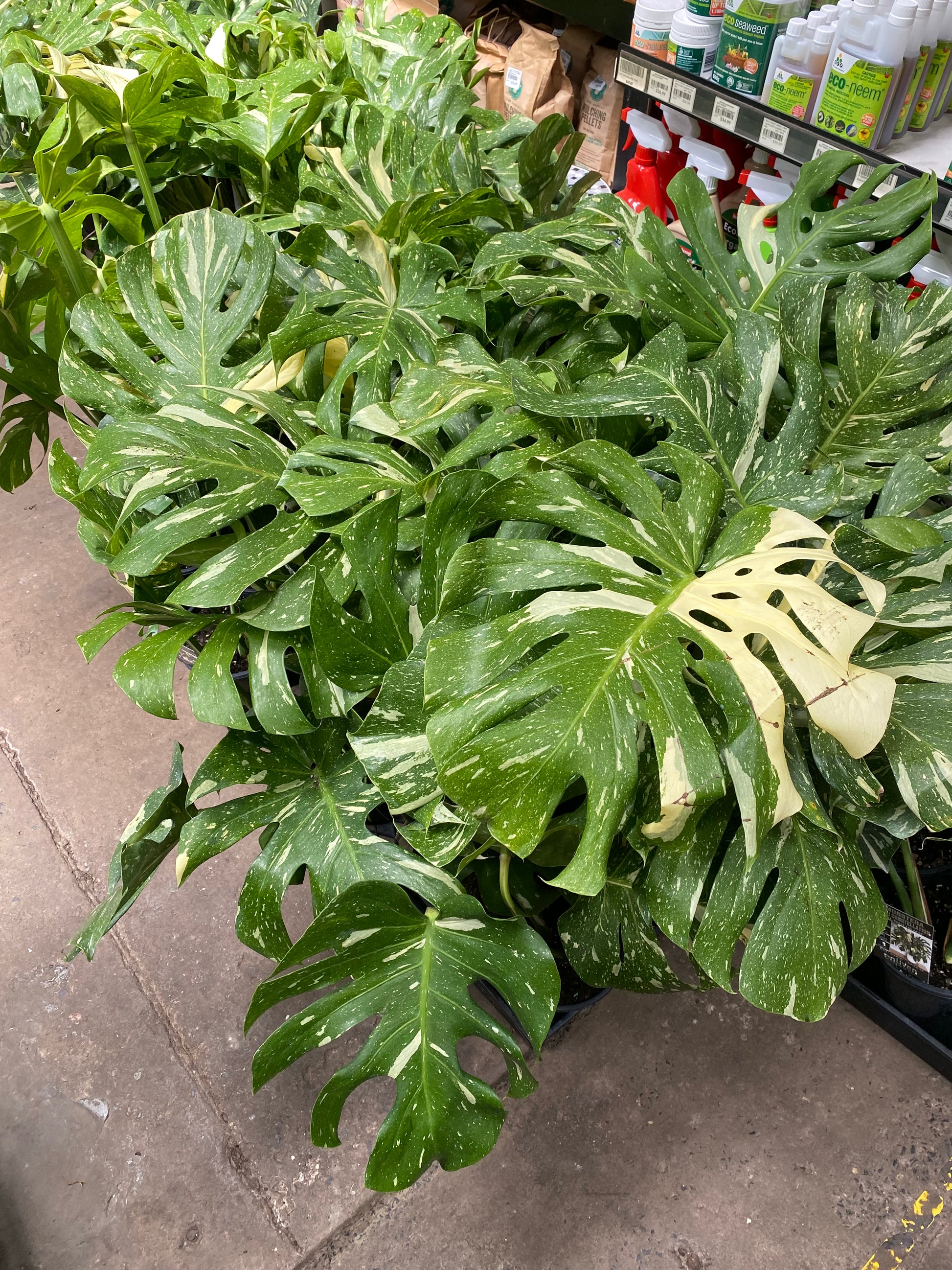 monstera plant sydney Monstera Thai Constellation Plant