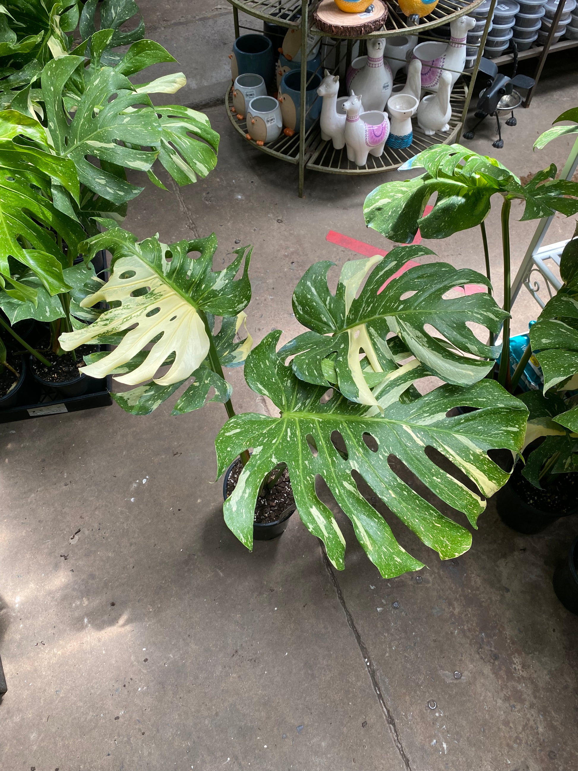 monstera deliciosa buy sydney Monstera Thai Constellation Plant